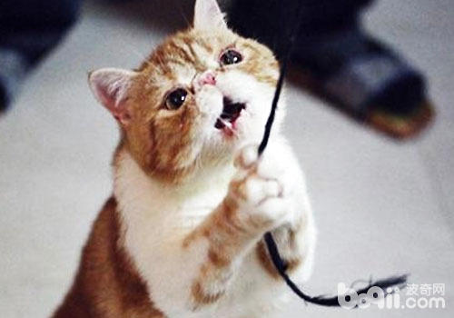 风险的猫玩具：毛线绳