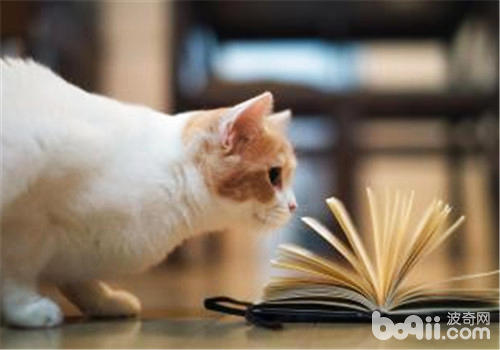 猫咪玩具也可从日常日子中发现