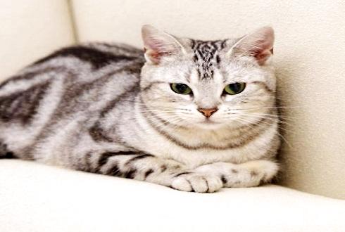 虎斑猫多少钱一只 怎样选择一只好的虎斑猫