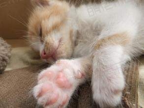 小猫怎样养？小猫常见病
