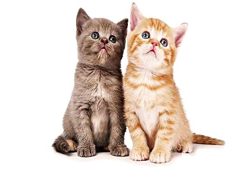 你知道公猫和母猫的差异吗？