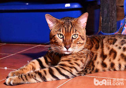 猫咪智商排行榜10种最聪明的猫