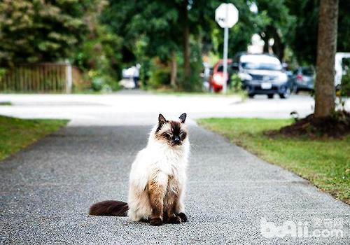 猫咪智商排行榜10种最聪明的猫