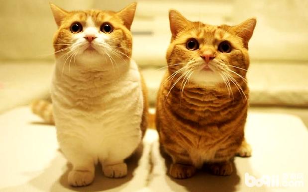 猫繁衍时要留意的四个当地，猫咪配种留意事项