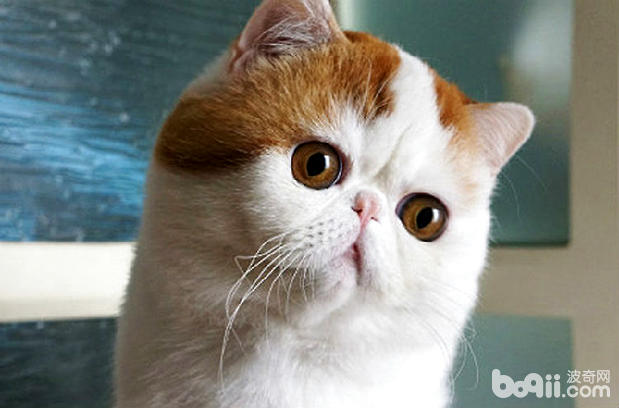 美国短毛猫好养吗？美短怎么养殖