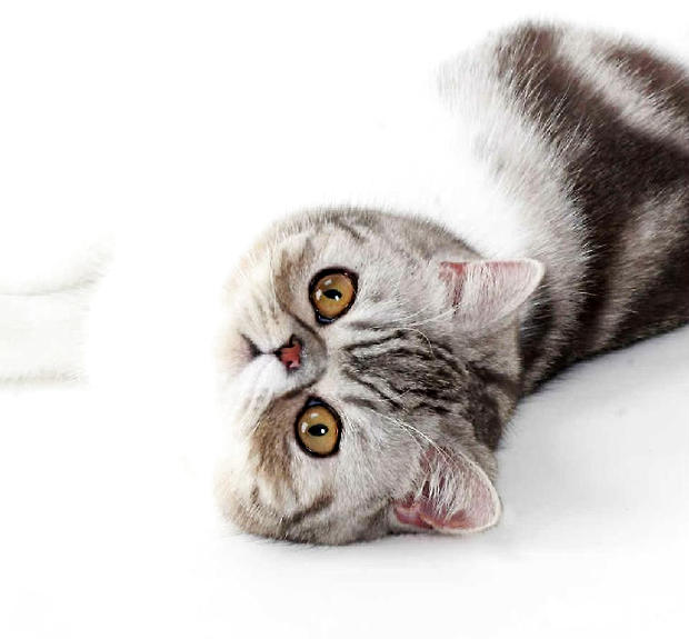 怎么选购异国短毛猫