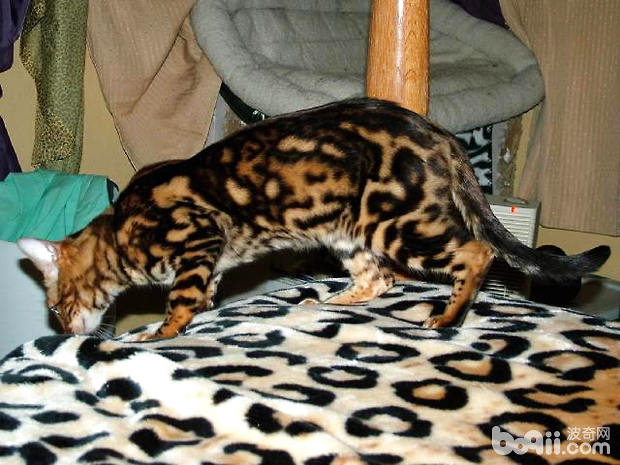 孟加拉豹猫有什么特色？孟加拉豹猫好养吗