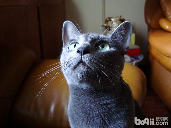 猫之贵族：俄罗斯蓝猫特色和图片种类介绍