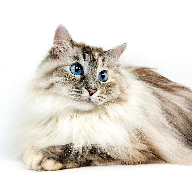 宠物猫之西伯利亚猫的种类特征介绍