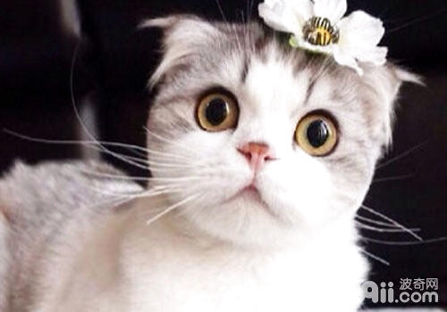 家中养猫的留心事项你都知道吗？