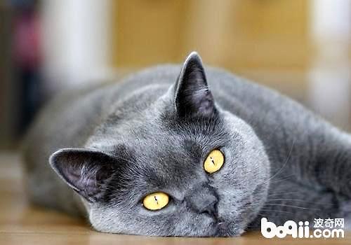 英国短毛猫的性情特征