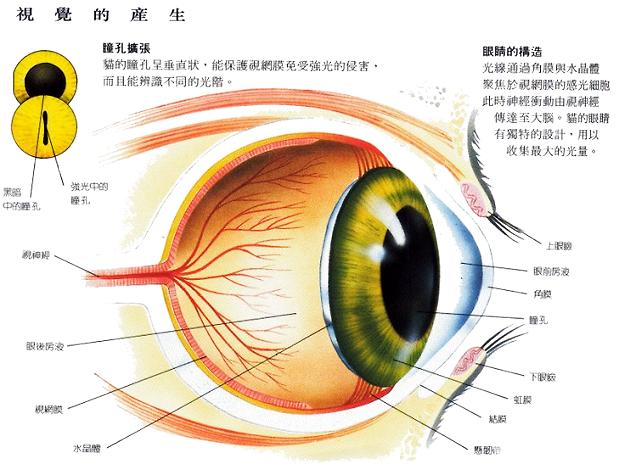 猫咪眼中的国际是绿色的 你知道吗