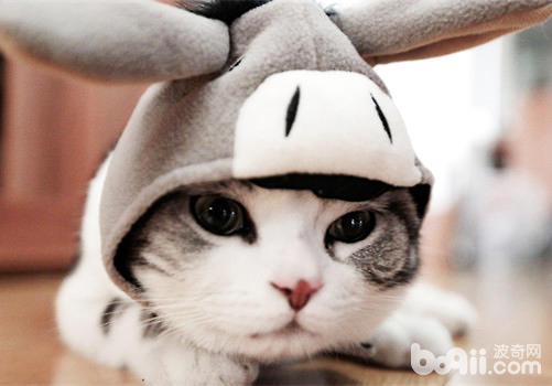 激光笔逗猫的几个留意事项