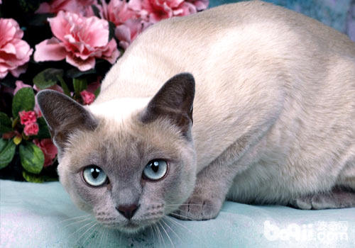 总被猫咪惊醒？教你防止猫咪上床办法