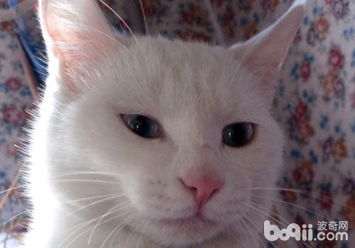 猫咪们喜爱什么色彩？