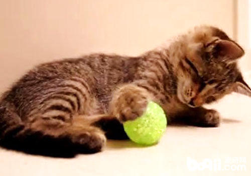 猫咪喜爱玩毛烘烘的球？