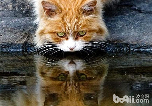 猫咪的古怪：喝脏水？
