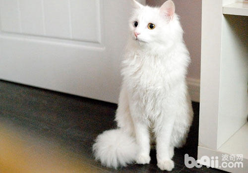 狮子猫是狮子仍是猫？