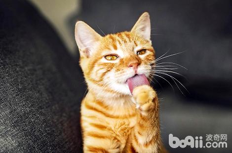 猫咪多大能够吃WOWO化毛膏？