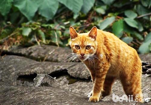 土耳其梵猫和土猫差异