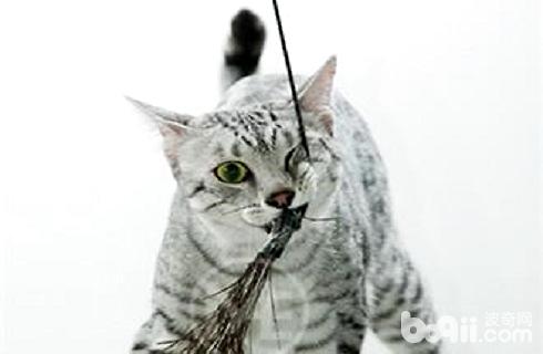 纯种埃及猫多少钱一只？