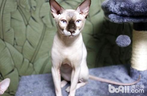 没有毛的猫多少钱一只