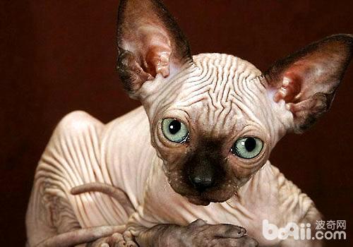 没有毛的猫多少钱一只