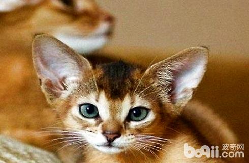 纯种的阿比希尼亚猫多少钱