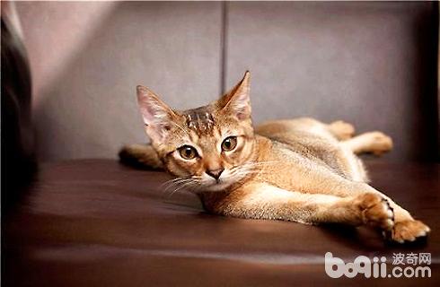 纯种的阿比西尼亚猫多少钱