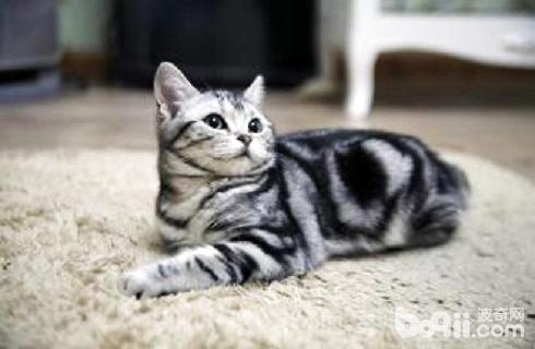 虎斑猫价格