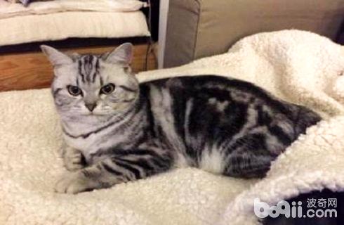 虎斑猫价格