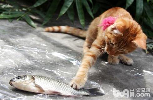 猫为什么喜爱吃鱼
