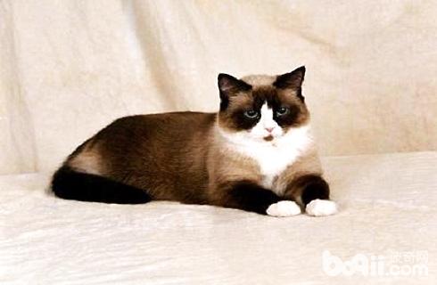 雪鞋猫好养吗