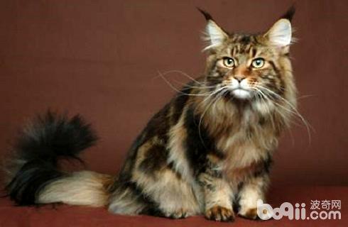 西伯利亚猫多少钱一只