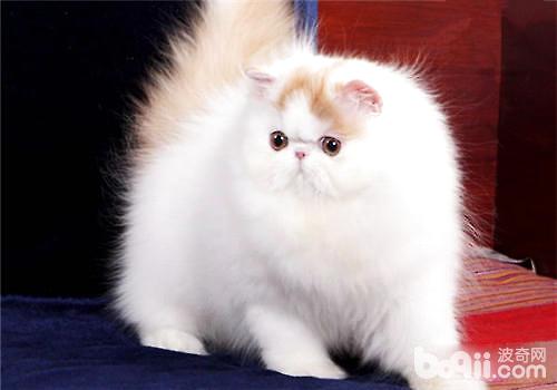 波斯猫 (2).jpg