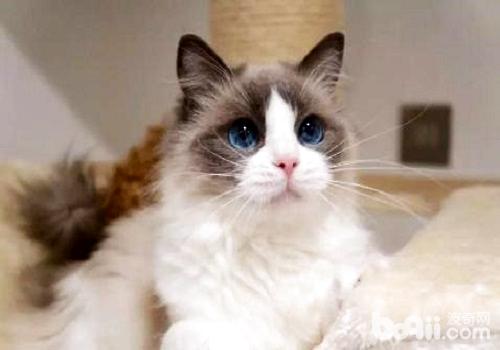 布偶猫怎么看品相