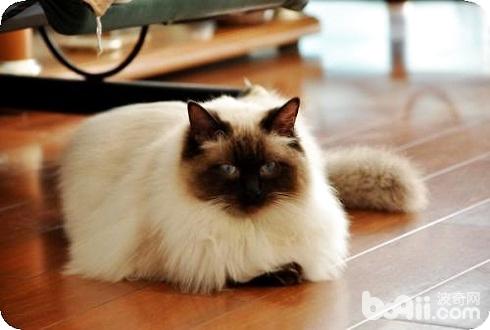 布偶猫怎么看品相