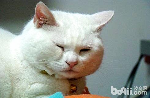 麒麟猫