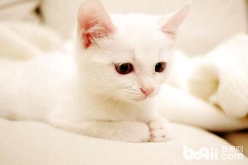 土猫和种类猫差异