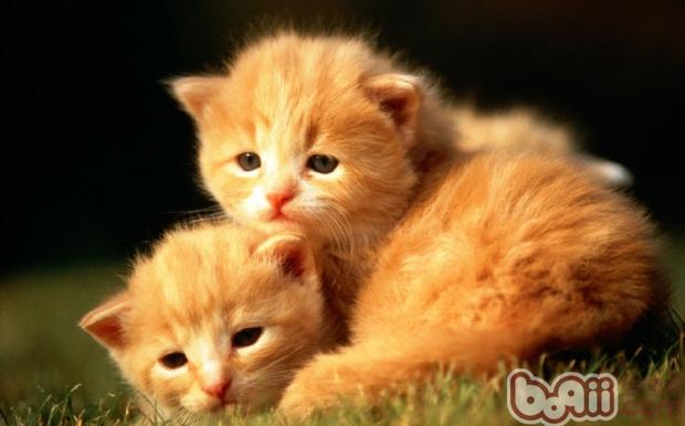 怎么教会猫咪叼衔东西