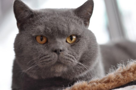 怎么让猫咪爱上养分膏