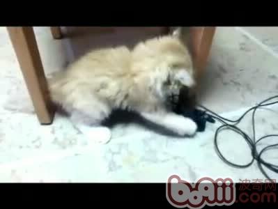 怎么阻止爱玩电线的猫咪