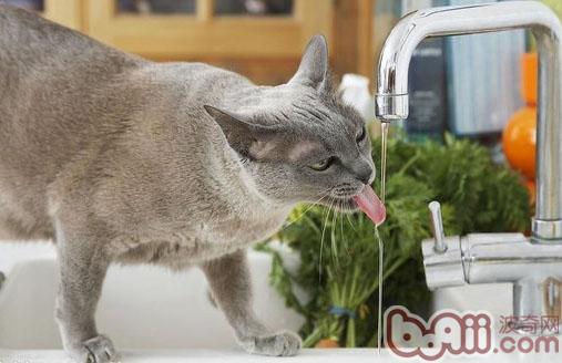 怎么改动猫咪喝脏水的习气