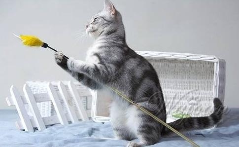 逗猫棒的制造办法和进程
