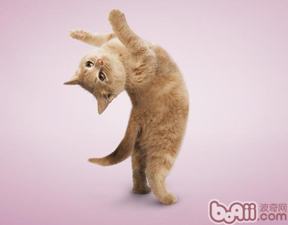 练习猫猫扮演跳环的技巧