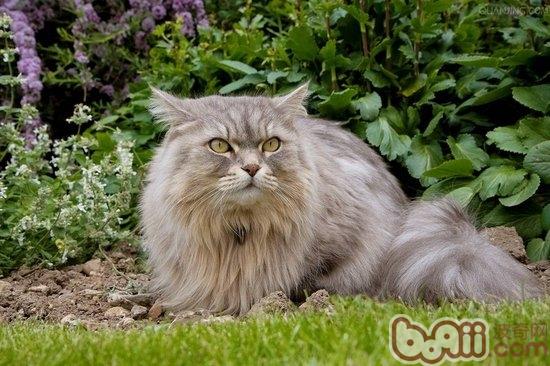 怎么让猫咪不吃植物