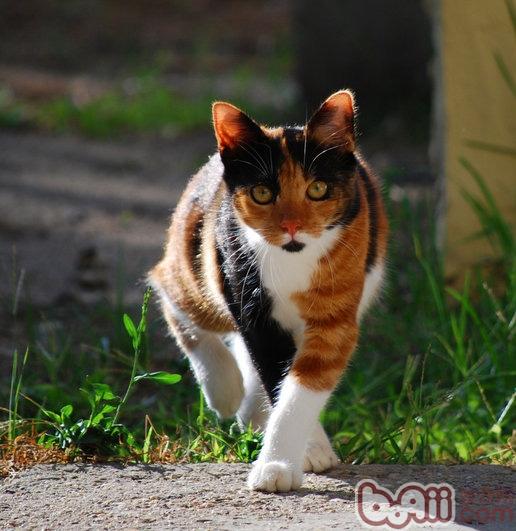 怎样纠正猫咪挑食的坏习惯