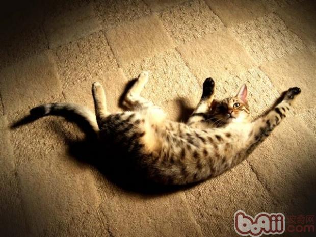 练习猫的理论基础