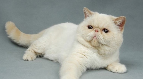 怎样培育宠物猫杰出的饮食习气