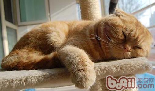 怎么练习猫咪自己睡觉